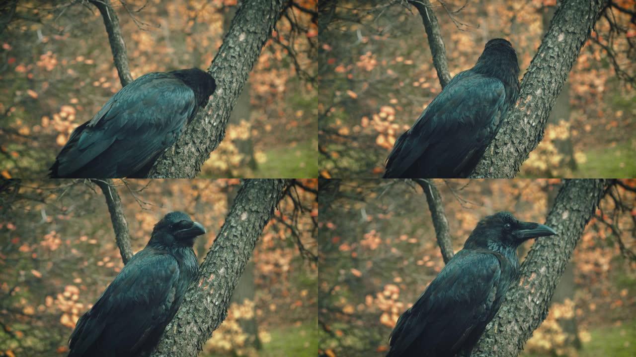 特写肖像。野生巨大的黑色北方乌鸦在树枝上啄食树皮。背景秋色的自然橙色黄色的叶子。积极的鸟害虫。抖松羽