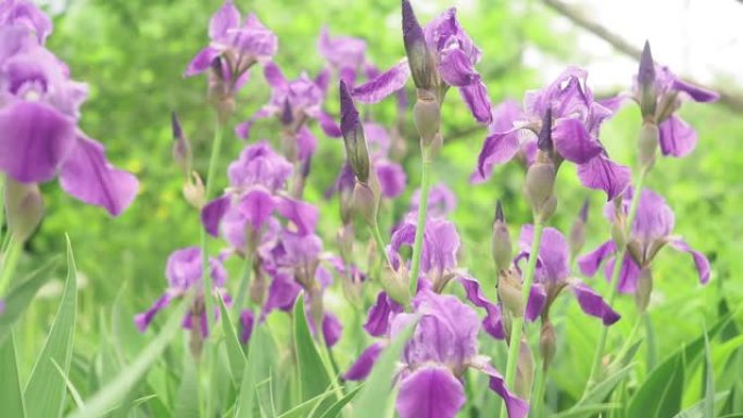 紫色鸢尾花植物鸢尾花在风中