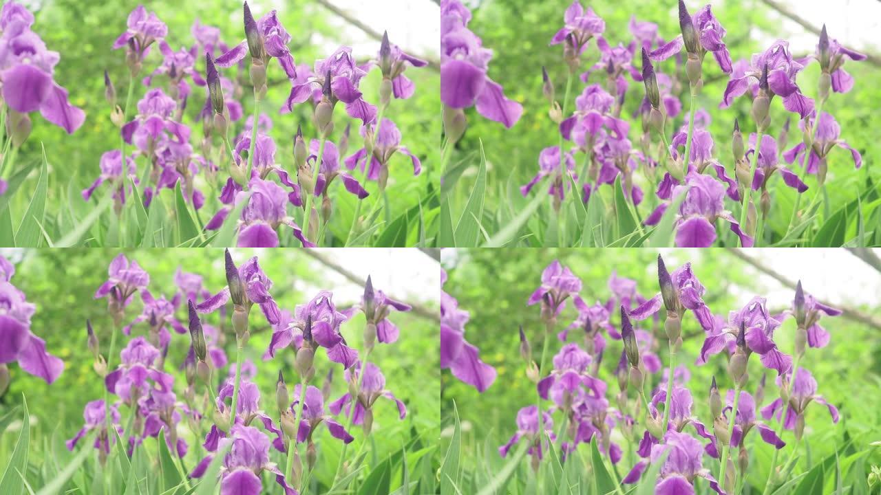 紫色鸢尾花植物鸢尾花在风中