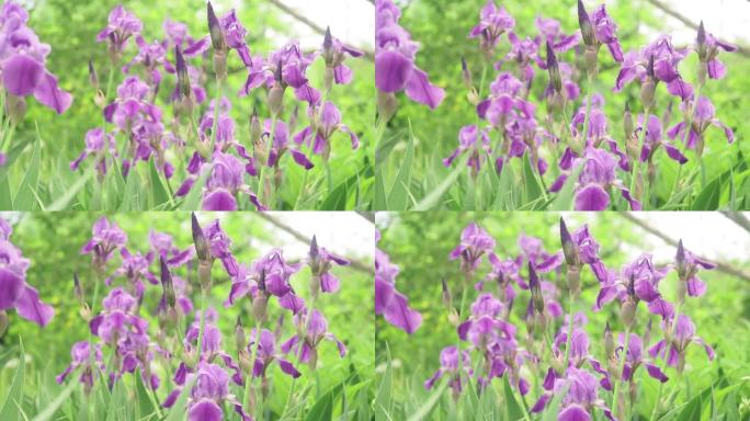 紫色鸢尾花植物鸢尾花在风中