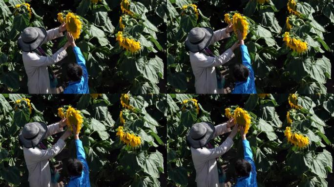 母亲教儿子向日葵瓜子种植农作物