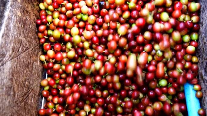 咖啡豆去皮机用水，新鲜咖啡豆在机器中研磨，咖啡工艺，咖啡豆湿工艺最近成熟