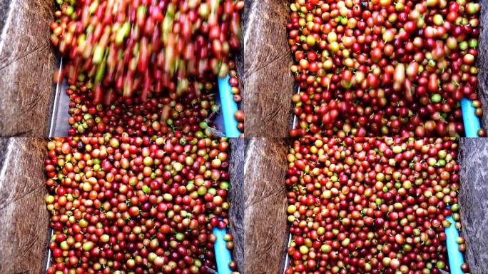 咖啡豆去皮机用水，新鲜咖啡豆在机器中研磨，咖啡工艺，咖啡豆湿工艺最近成熟
