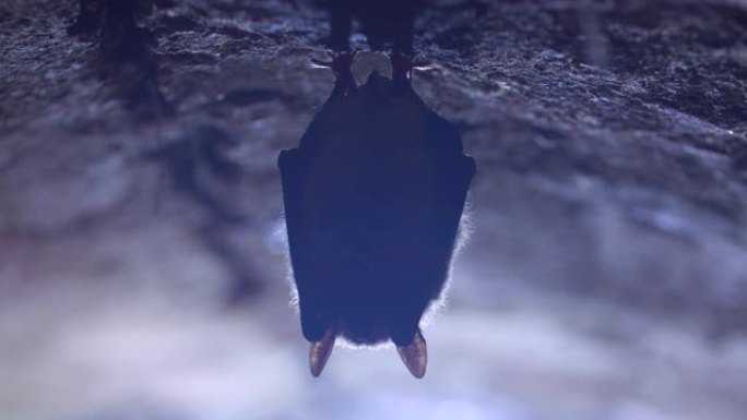 冬眠期间，将奇怪的动物Natterer的蝙蝠Myotis nattereri颠倒地挂在冷砖拱形地窖顶