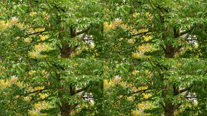 缩小啄木鸟在美丽的木兰树上觅食的照片
