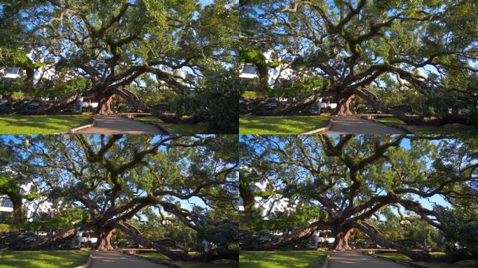佛罗里达州杰克逊维尔的条约橡树著名的树木慢动作