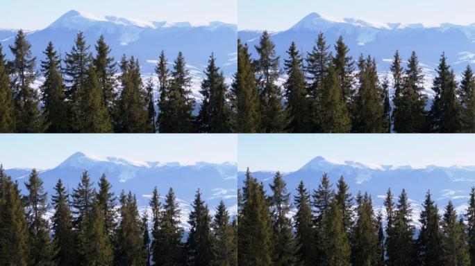 Hoverla雪山穿过山中的针叶林