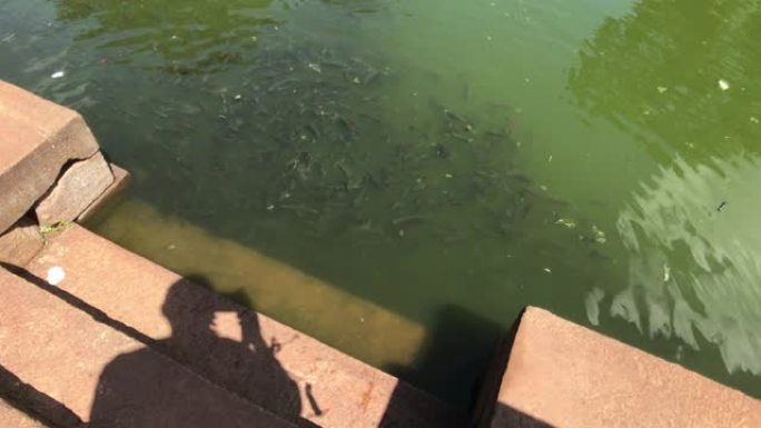 斯里兰卡阿努拉德普勒 (anuraghapura)，寺庙场地上的沐浴池中有一群鱼