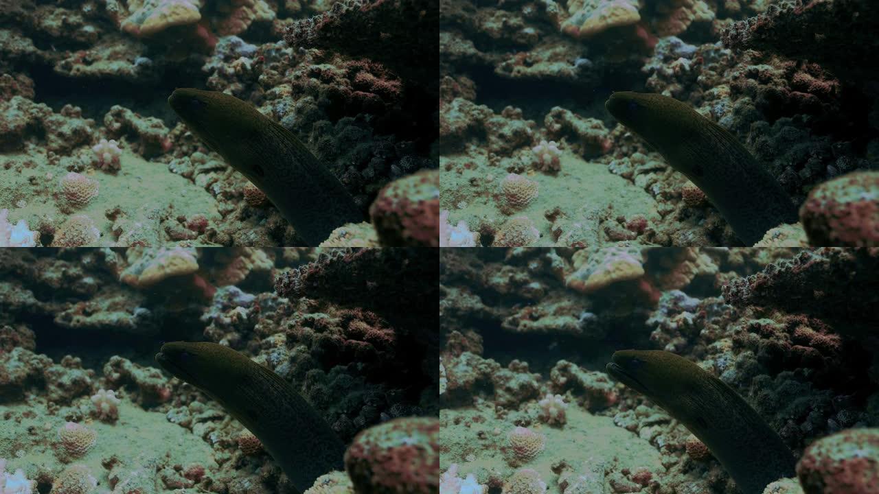 黄鳍海鳗隐藏在太平洋的珊瑚礁中。水下生活与美丽的海鳗在海洋。珊瑚礁中的热带鱼。潜水在清澈的水-近景
