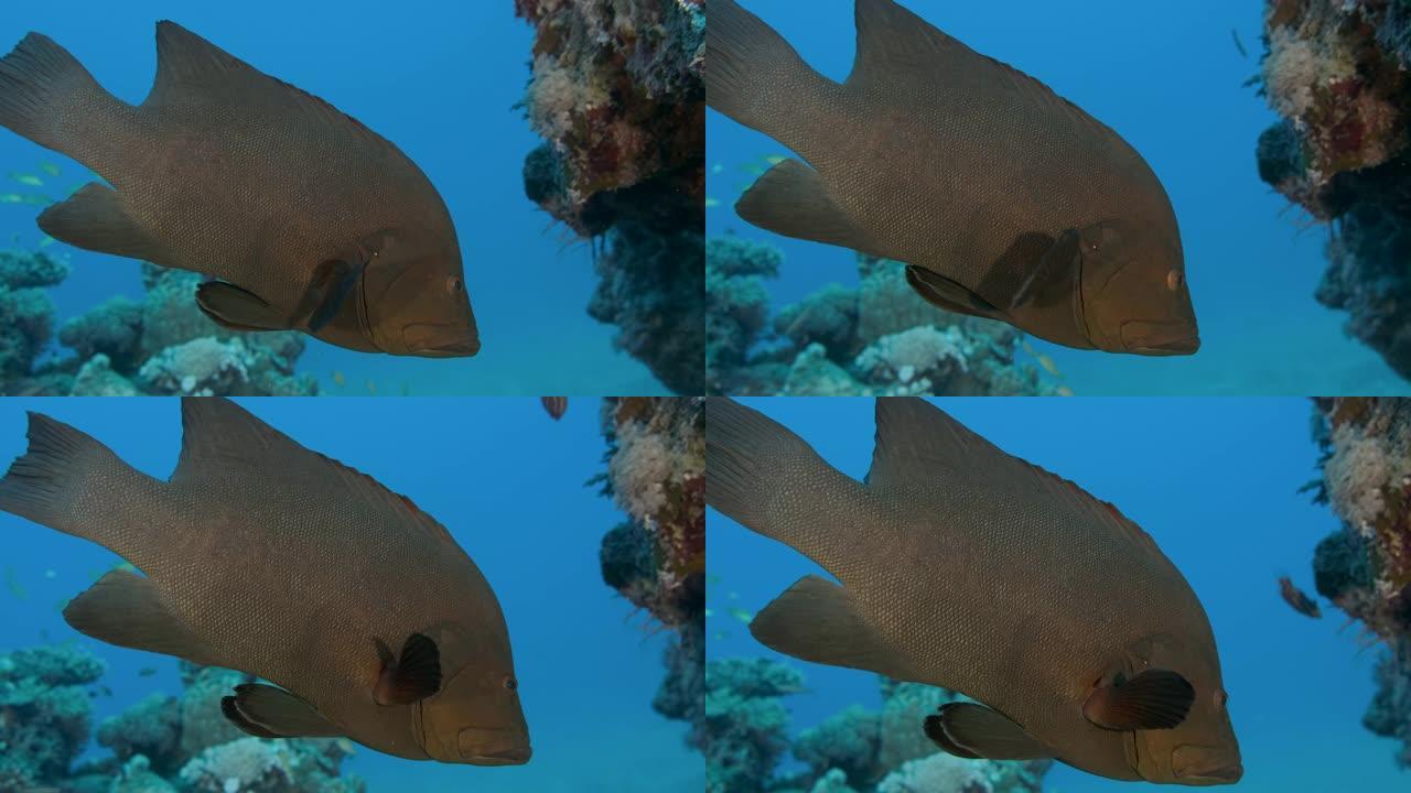 蓝水背景下珊瑚礁附近的红嘴石斑鱼或红花鳕鱼 (Aethaloperca rogaa，头足类rogaa