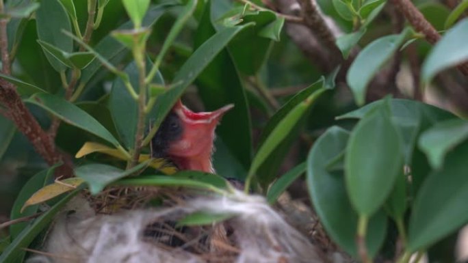 幼鸟在巢中呼唤蠕虫或食物