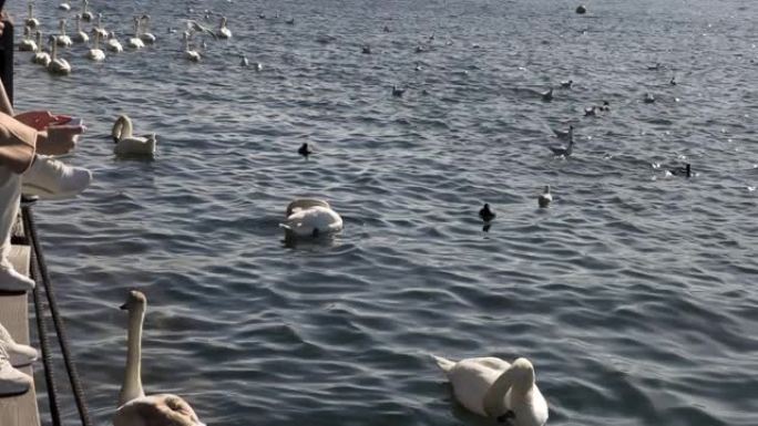 天鹅在岸边的湖上游泳寻找食物，瑞士