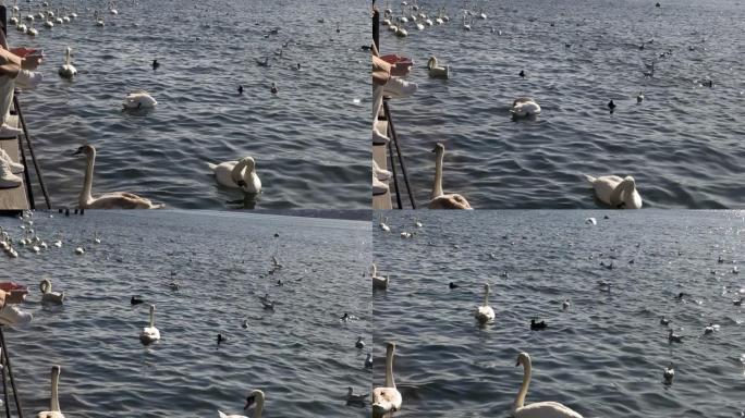 天鹅在岸边的湖上游泳寻找食物，瑞士