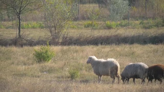 绵羊穿越牧场绵羊穿越牧场