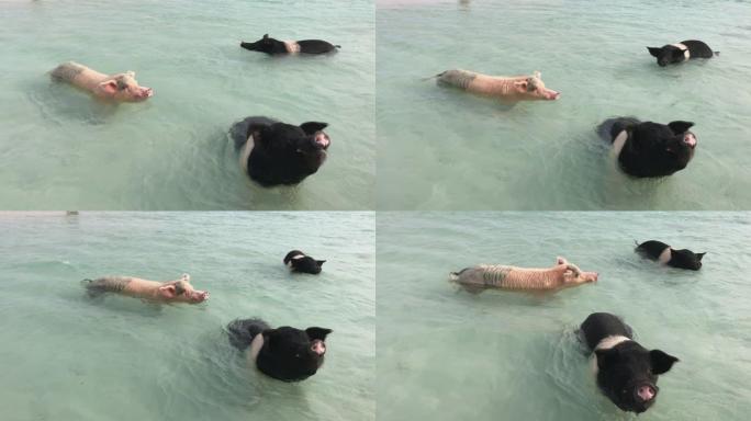 三头猪在巴哈马群岛的海洋中游泳，这是埃克苏玛岛的顶级景点之一
