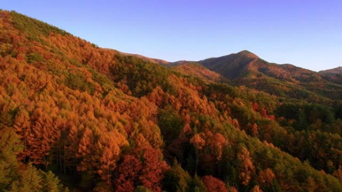 带秋叶的空中秋山长野守宫山