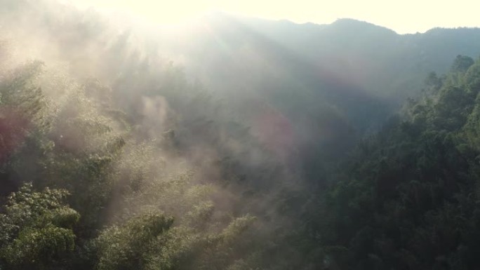 森林早上有雾春天春景原始俯瞰夏日风景