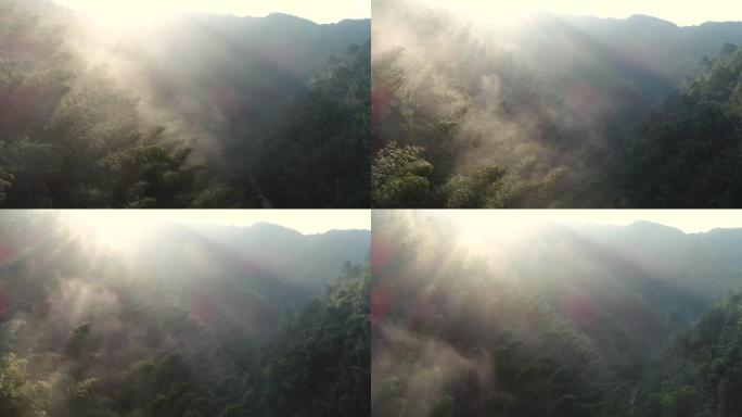 森林早上有雾春天春景原始俯瞰夏日风景