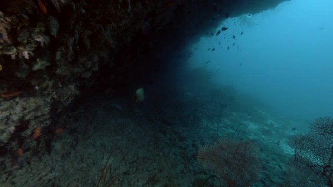 檐口珊瑚礁下的生活