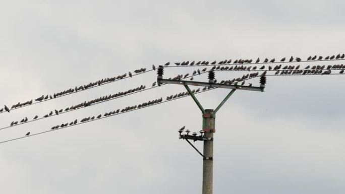 坐在电线上的鸟群