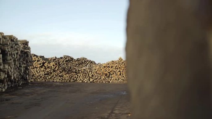 多莉拍摄了一堆新砍伐的木头。工业用木材储存。砍伐的树干。木柴全景图砍伐树干原木堆积准备。为工业生产砍