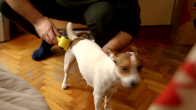 毛茸茸的杰克·罗素狗在蜕皮季节在客厅脱毛
