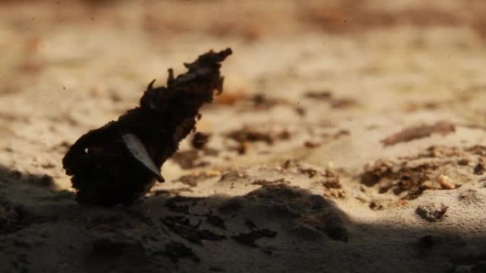 袋虫蛾毛虫，具保护性的小茧或壳。