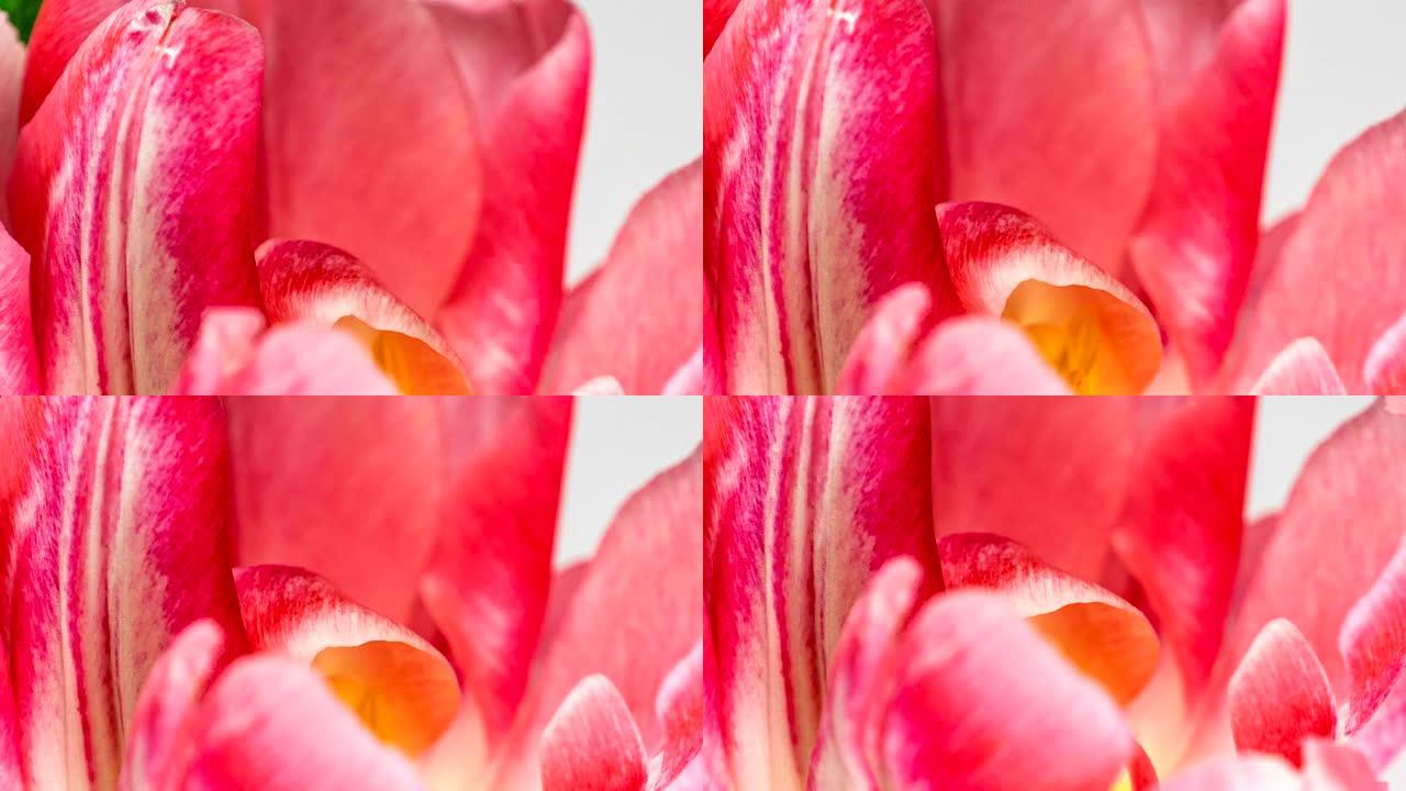 淡粉色双牡丹郁金香花在白色背景上的延时，maccro