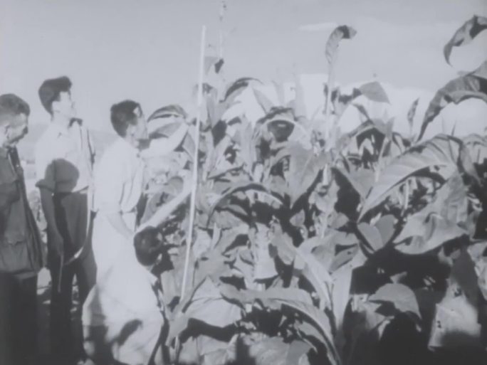 60年代 国营农场 烟草丰收