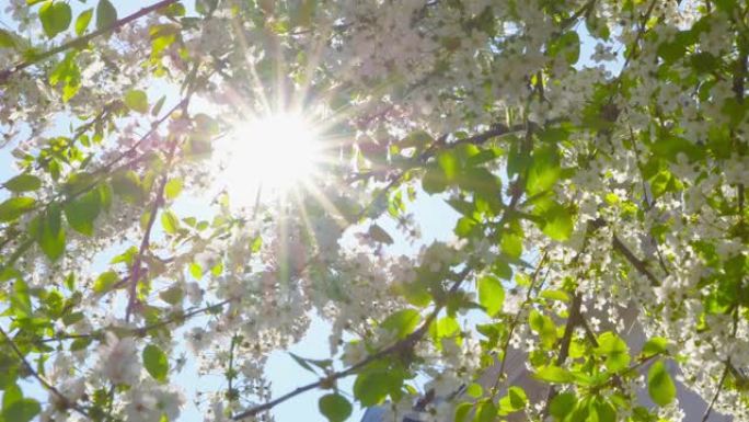 樱花-特写镜头，在阳光明媚的日子里展示了一棵郁郁葱葱盛开的樱桃树的美丽白花-平移和倾斜的相机-在阳光