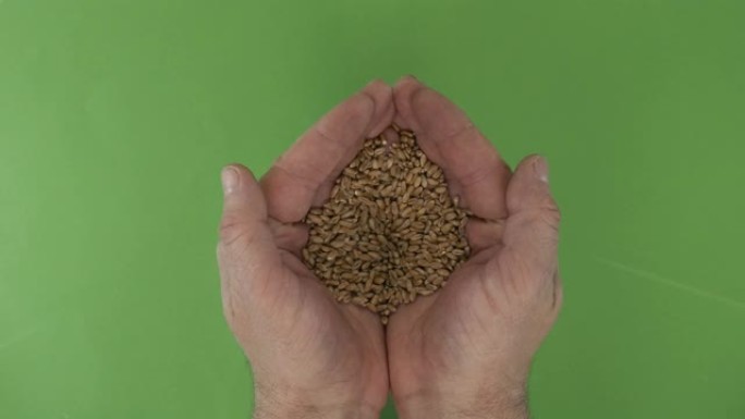 男人的手在绿色背景上握着一堆麦粒。顶视图。