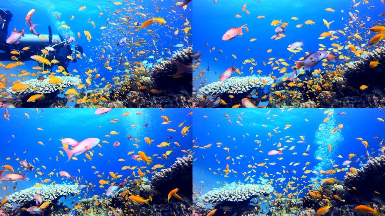 水下珊瑚礁和潜水员