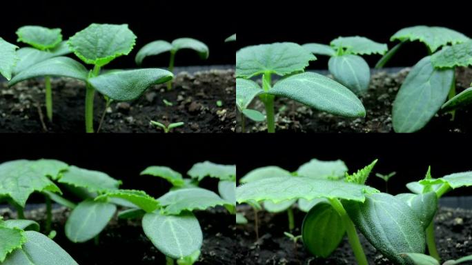 相机运动经过黄瓜幼苗的嫩芽，微距拍摄，超圈，时间流逝