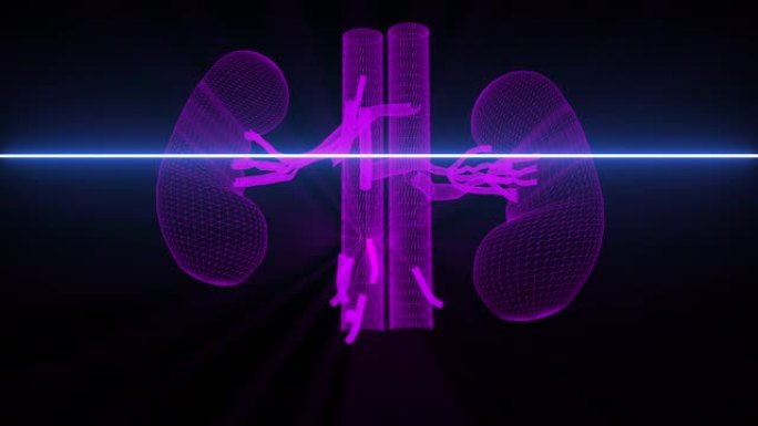 肾脏医学扫描-线框动画