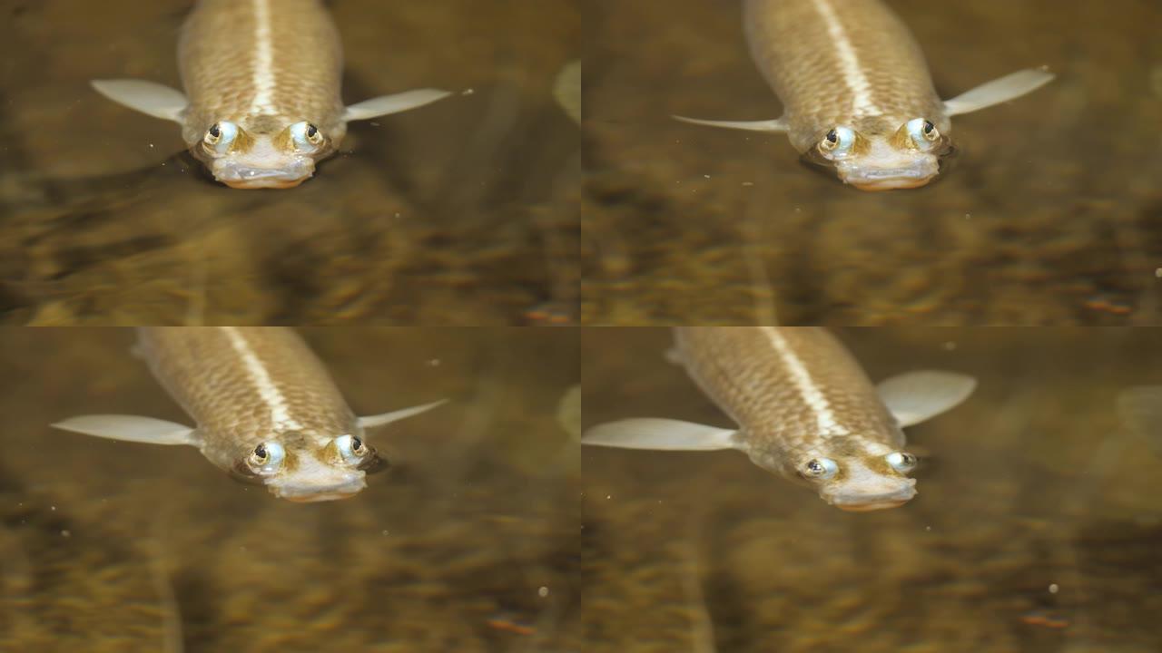 四眼鱼的特写水里的鱼吐泡泡