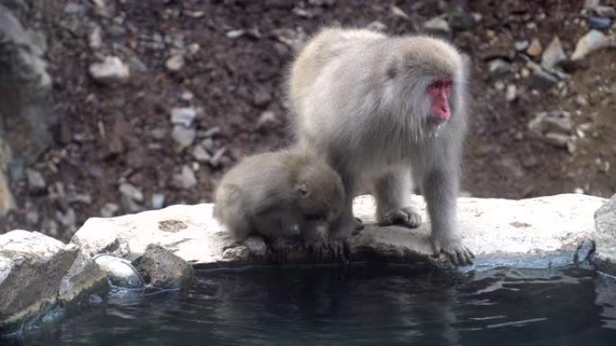 猴子日本猕猴在温泉附近设置