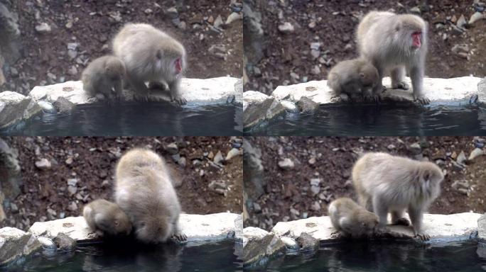 猴子日本猕猴在温泉附近设置