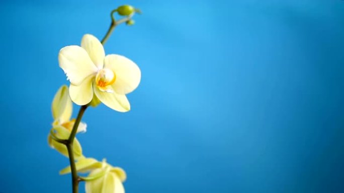 蓝色背景上的黄色兰花蝴蝶兰花
