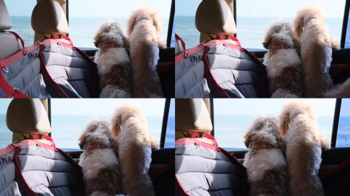 乘坐汽车的狗坐在汽车的后座上。
