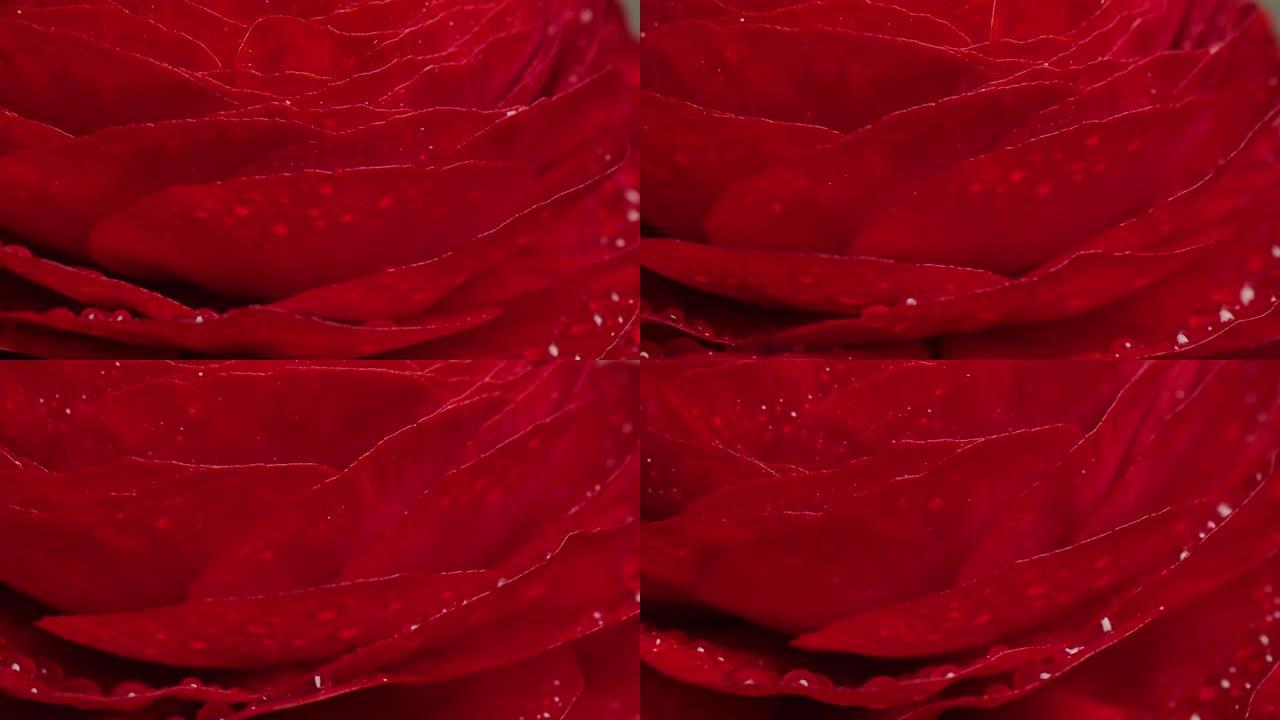 红色毛茛花与水滴，旋转宏观拍摄。