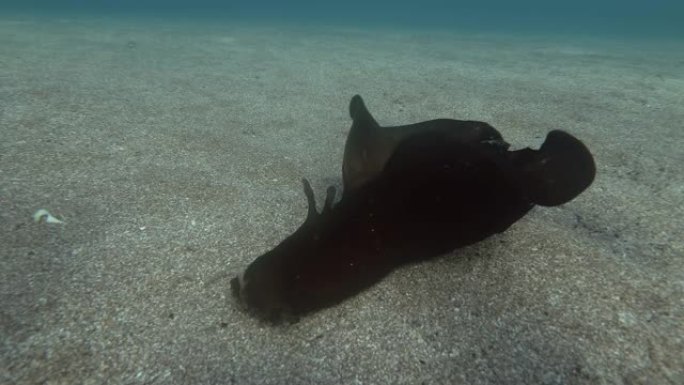 海兔迅速在沙底爬行。裸鳃或海蛞蝓-黑海野兔，斑驳的海鸥或乌黑的海鸥 (Aplysia fasciat