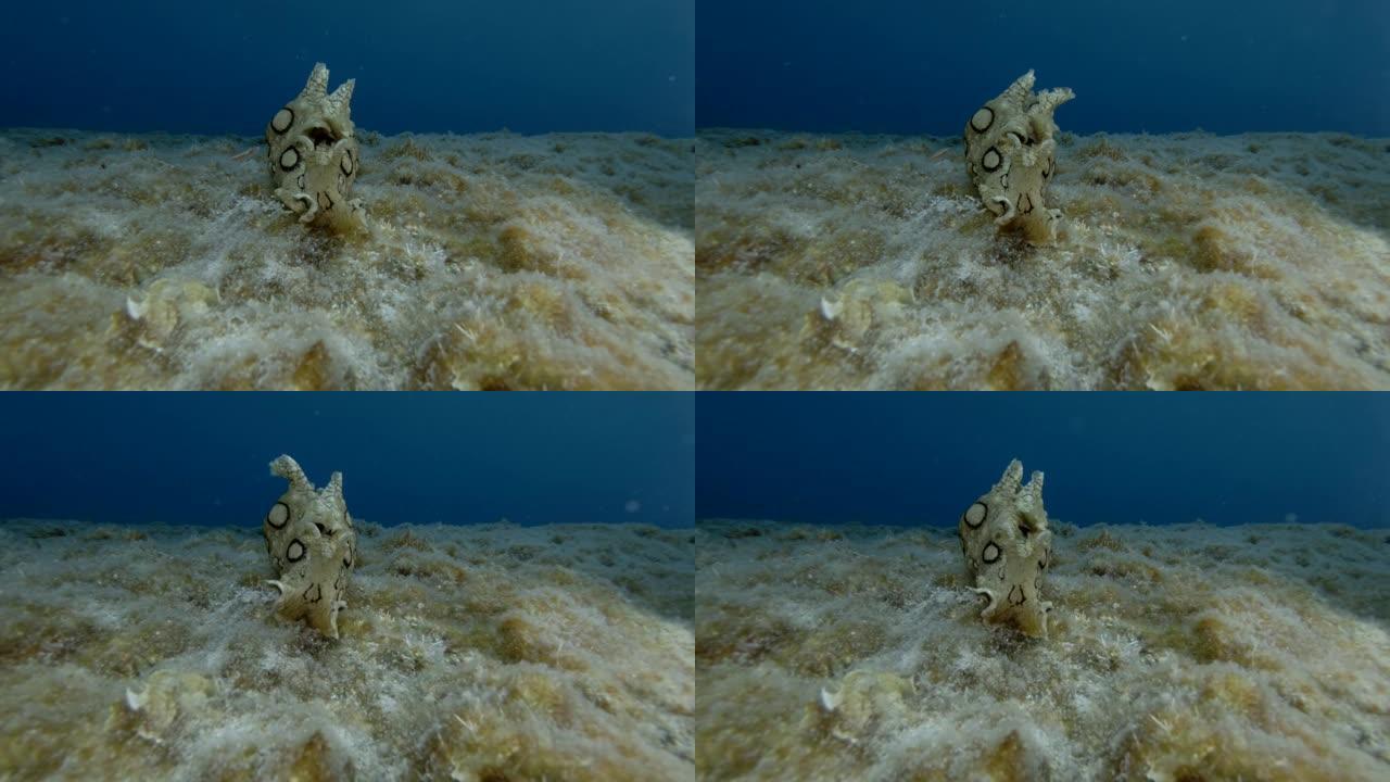 海兔在蓝色的水背景上爬满藻类的岩石底部。裸鳃目或海蛞蝓斑海兔 (Aplysia dactylomel