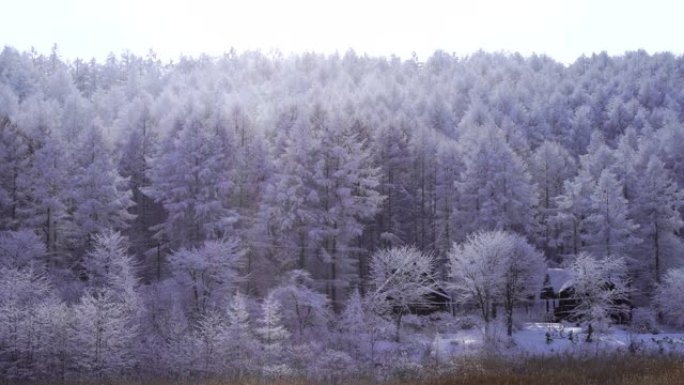 长野县圣高原的雪景。