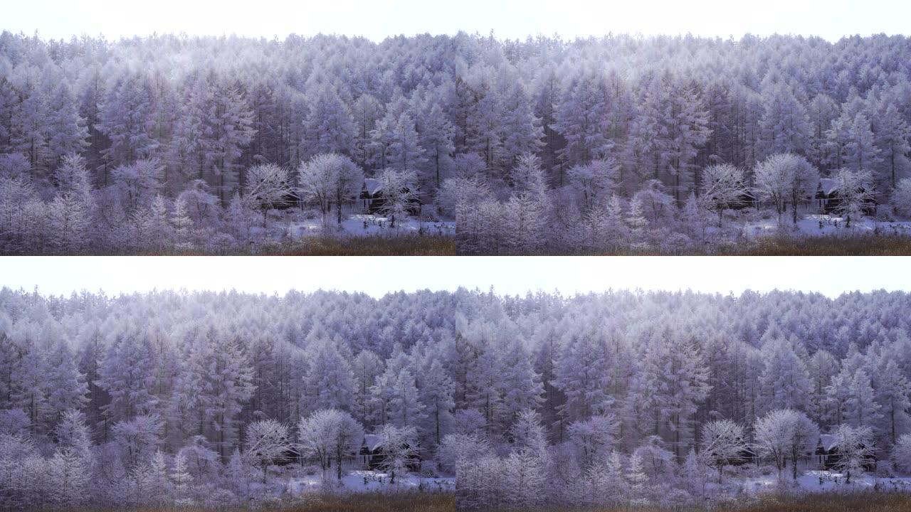 长野县圣高原的雪景。