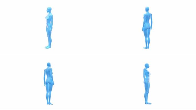 女人，女性人体3D，无缝循环。