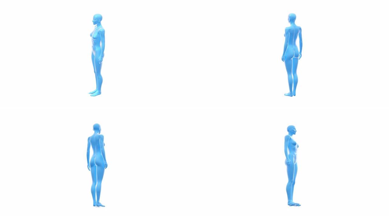 女人，女性人体3D，无缝循环。