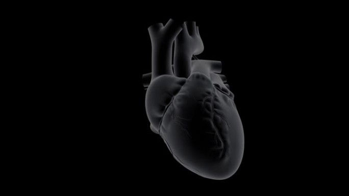 人的心跳心动心脏心型