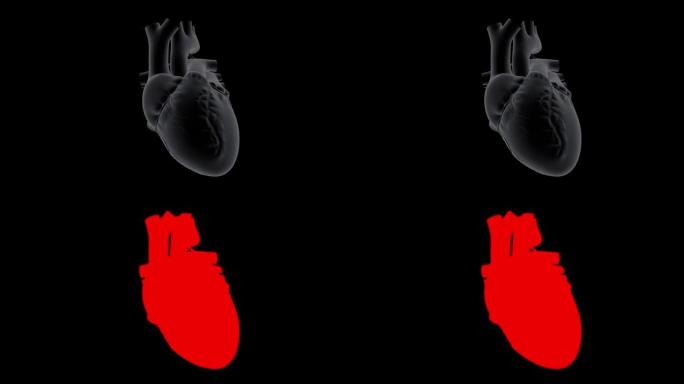 人的心跳心动心脏心型