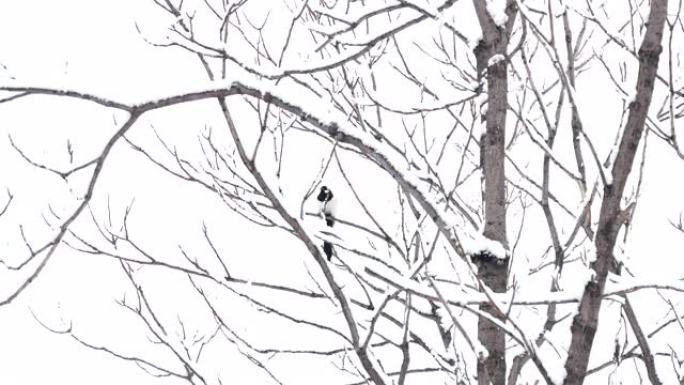 在白雪皑皑的树林中，喜鹊在树枝上
