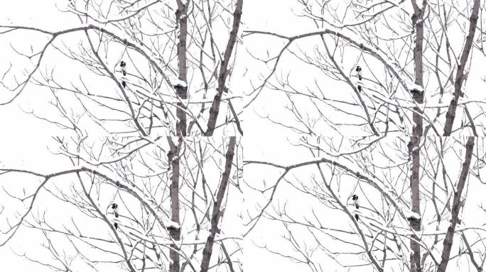 在白雪皑皑的树林中，喜鹊在树枝上